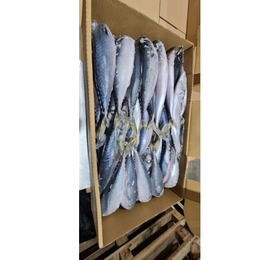 CÁ SABA  NHẬT (JAPAN) THÙNG 10KG SIZE 200-300